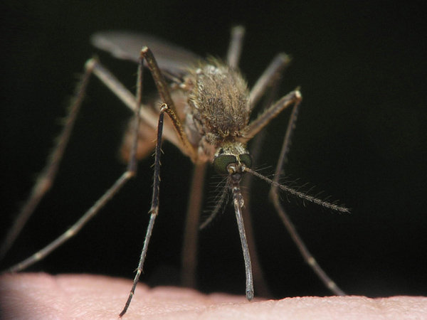Ученые нашли способ, как сделать человека «невкусным» для комаров