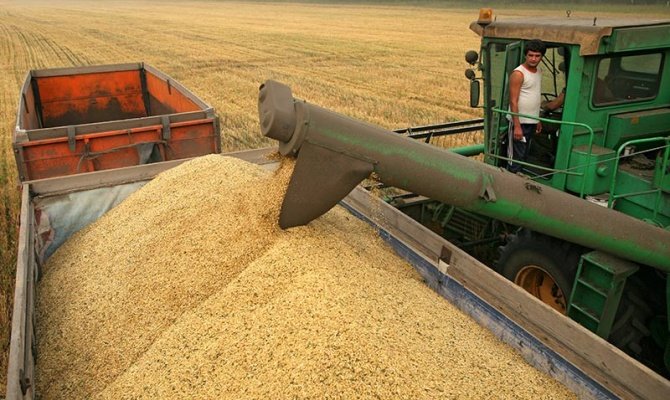 В России разрешили сеять ГМО-зерновые