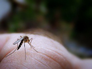 Народные средства защиты от комаров