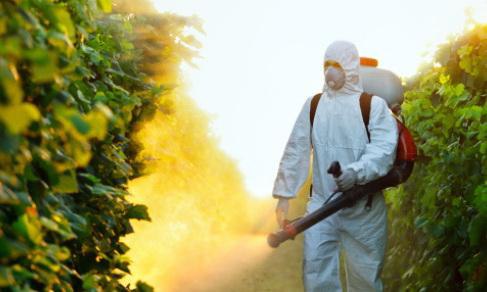 ТОП-10 самых «пестицидных» фруктов и овощей